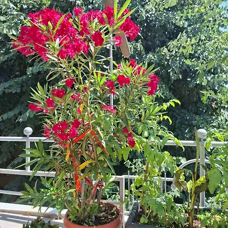 Apartman 2-bedroom Flat - Sunny Balcony