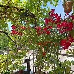 Daire Sunny Balcony 2br Center *