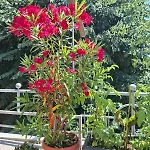 公寓 Sunny Balcony 2br Center